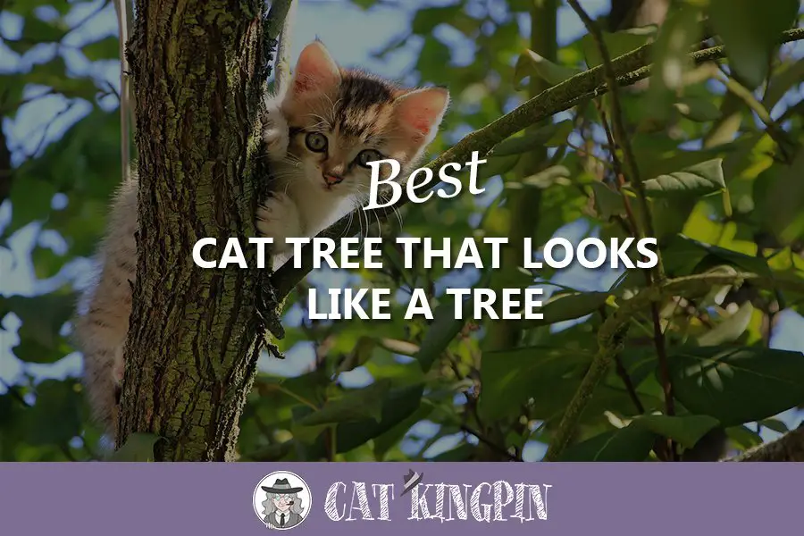 best cat tree that looks like a tree