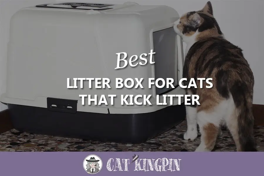 Best Litter Box For Cats That Kick Litter