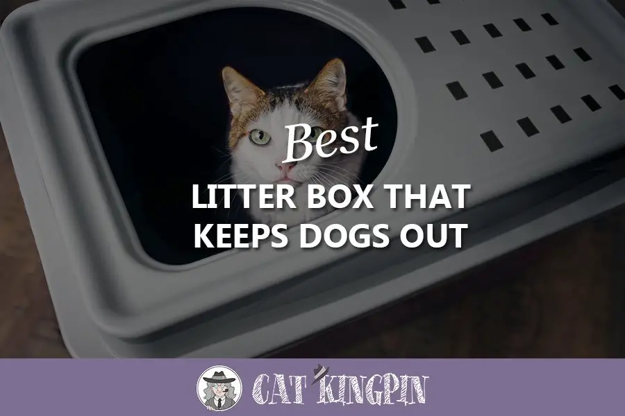 Best litter box that keeps dogs out