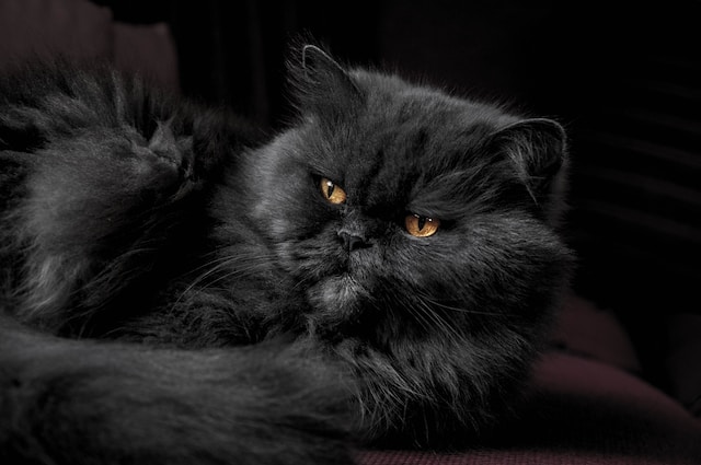 black persian cat