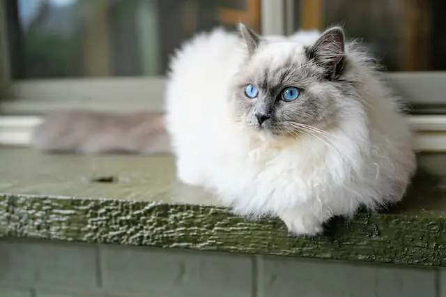 white ragdoll cat