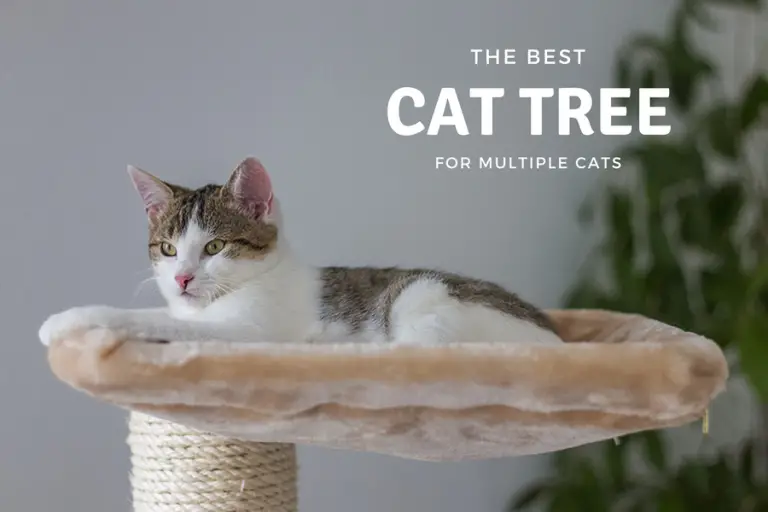 Best Cat Trees For Multiple Cats