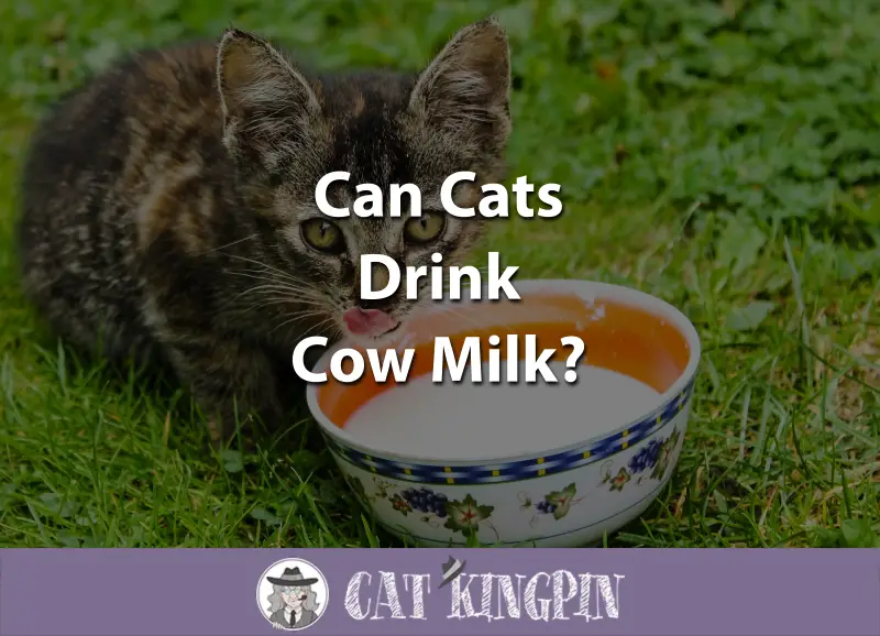 Can Cats Drink Cow Milk