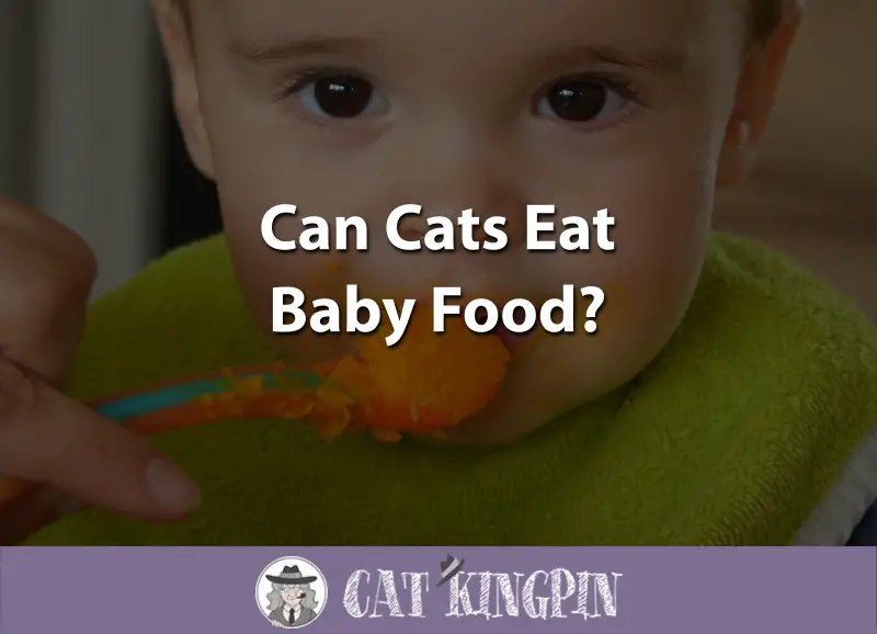 Can Cats Eat Baby Food?