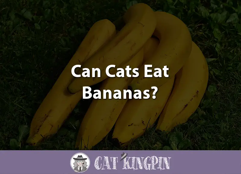Can Cats Eat Bananas