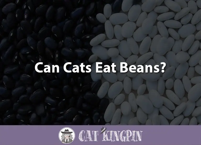 Can Cats Eat Beans?