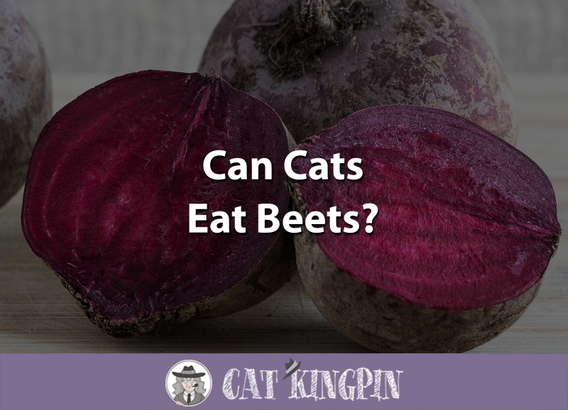 Can Cats Eat Beets
