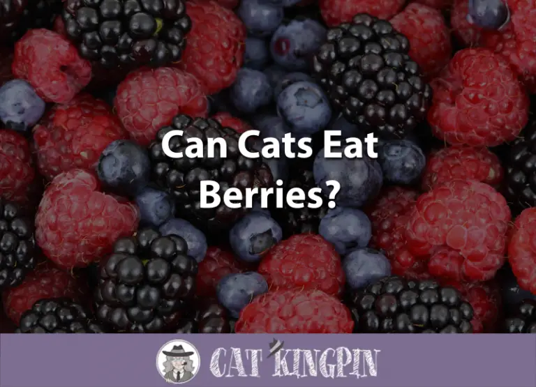 Can Cats Eat Berries?