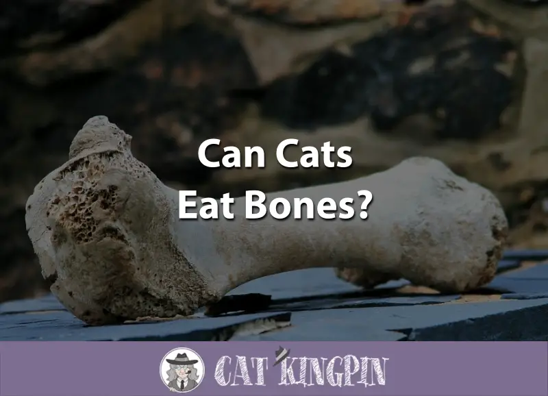 Can Cats Eat Bones