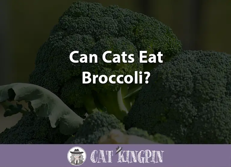 Can Cats Eat Broccoli?