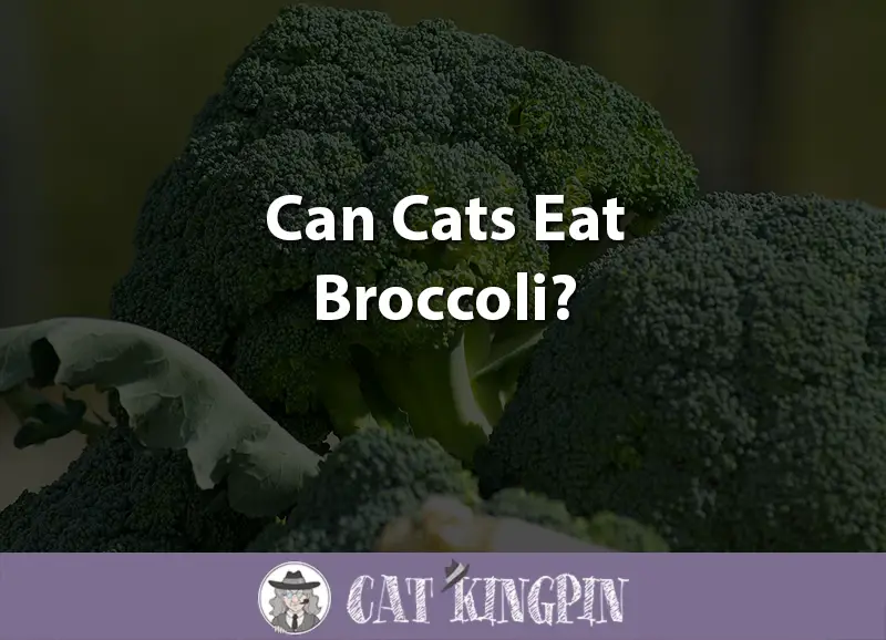 Can Cats Eat Broccoli