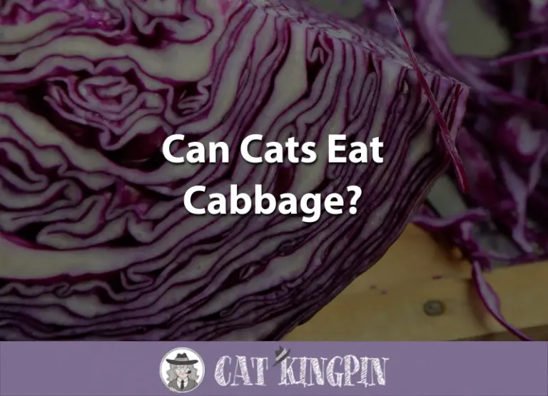 Can Cats Eat Cabbage?