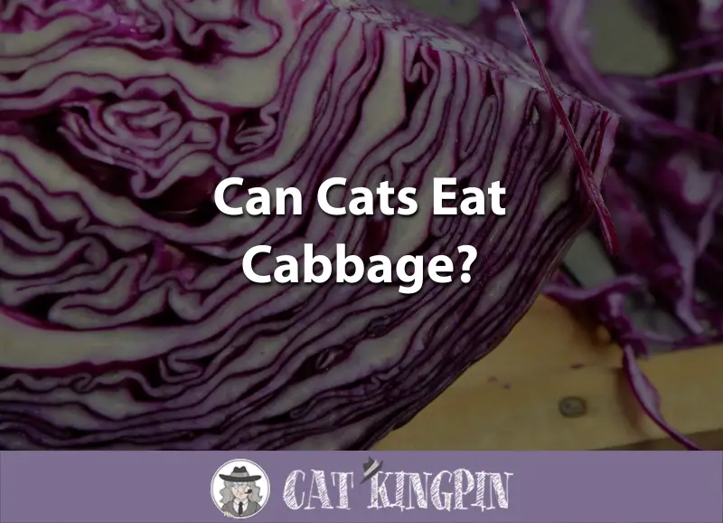 Can Cats Eat Cabbage