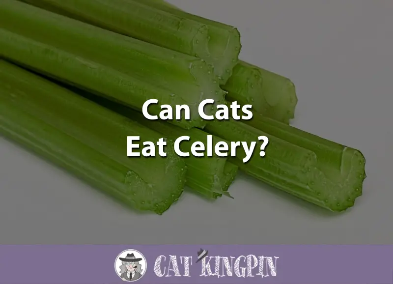 Can Cats Eat Celery?