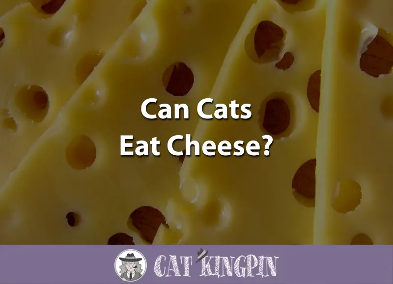Can Cats Eat Cheese
