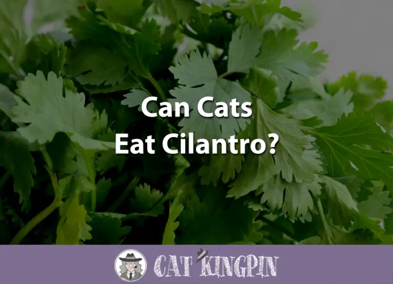 Can Cats Eat Cilantro?