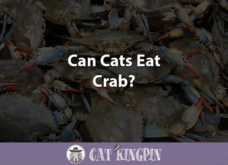 Can Cats Eat Crab?