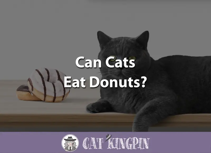Can Cats Eat Donuts