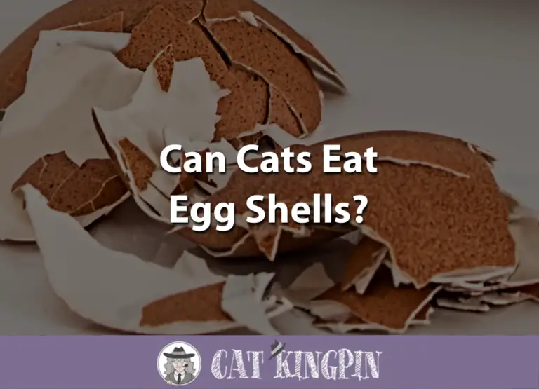 Can Cats Eat Egg Shells?
