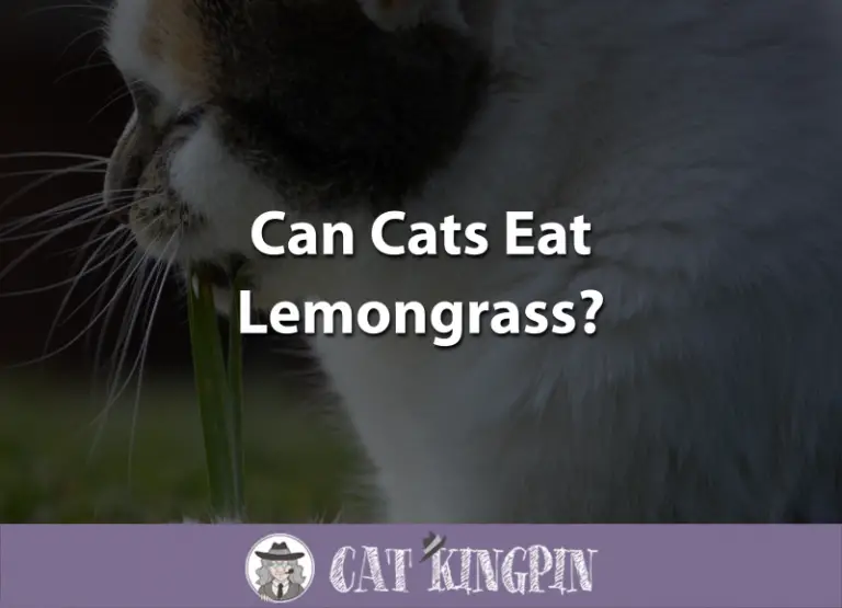 Can Cats Eat Lemongrass?