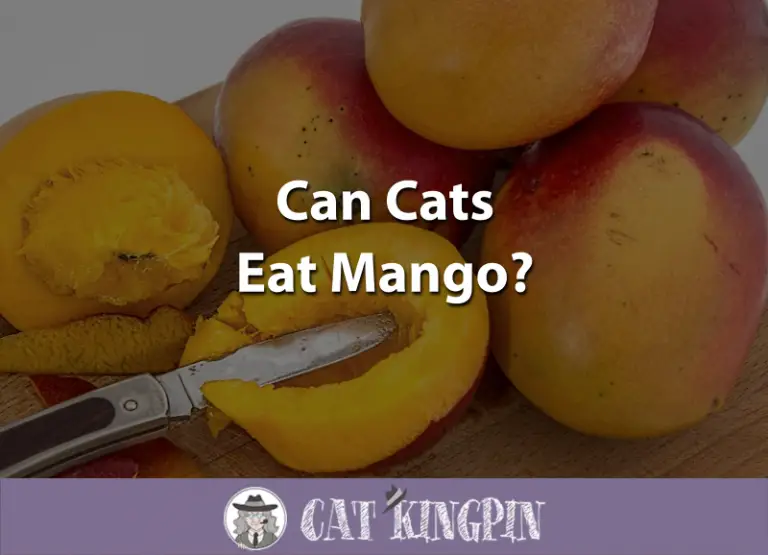 Can Cats Eat Mango?