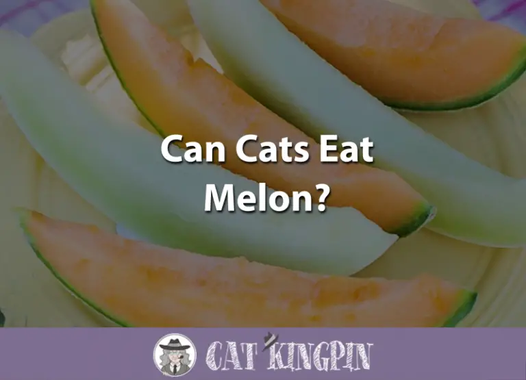 Can Cats Eat Melon?