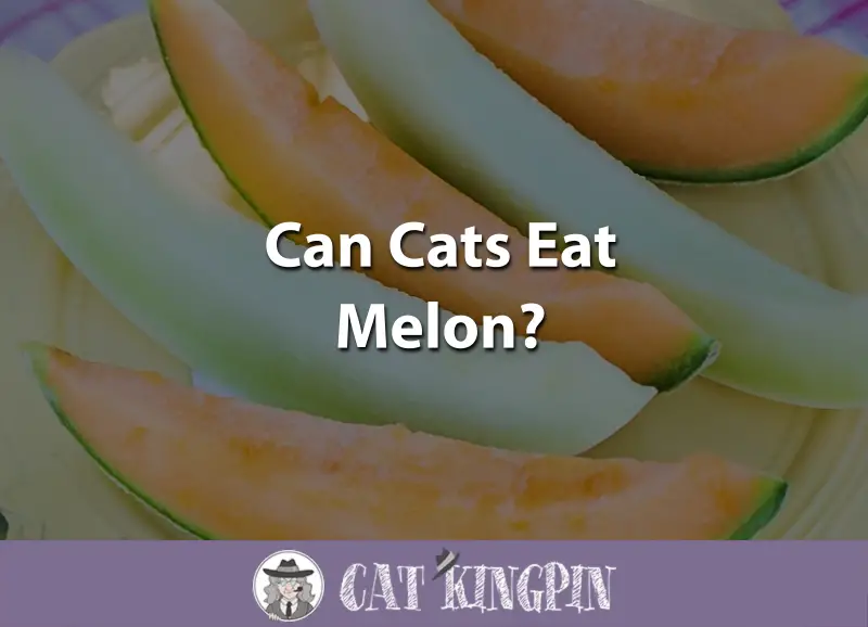 Can Cats Eat Melon