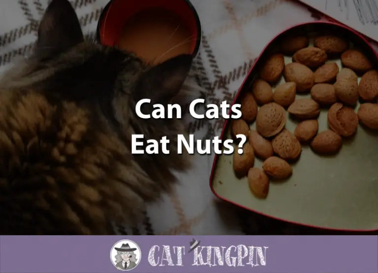 Can Cats Eat Nuts?
