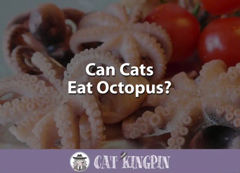 Can Cats Eat Octopus?