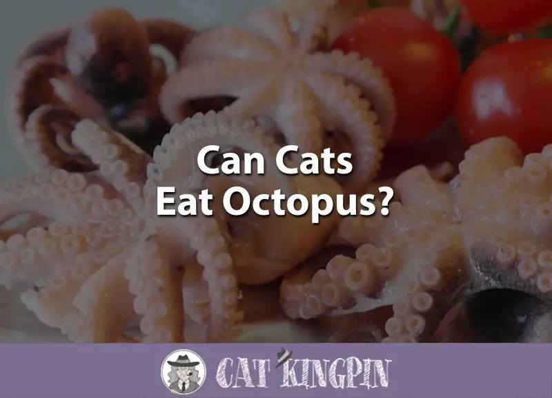 Can Cats Eat Octopus