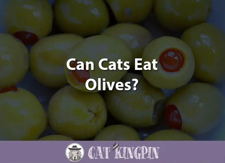 Can Cats Eat Olives?
