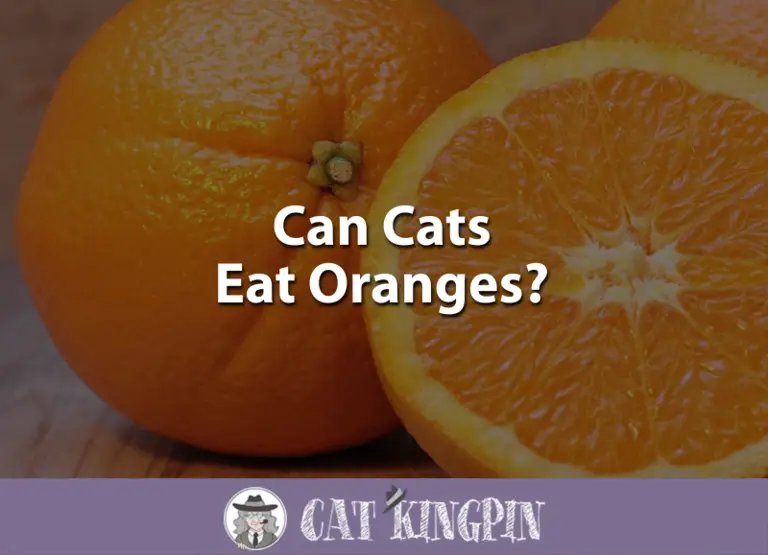 Can Cats Eat Oranges?