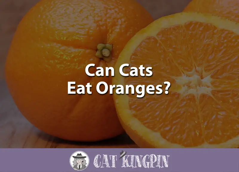 Can Cats Eat Oranges