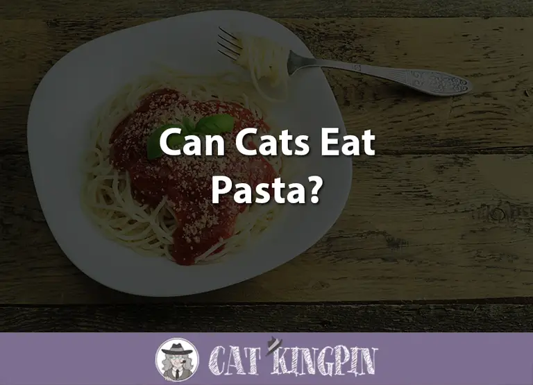 Can Cats Eat Pasta?