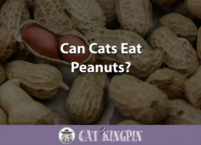 Can Cats Eat Peanuts?