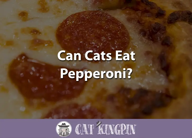 Can Cats Eat Pepperoni?
