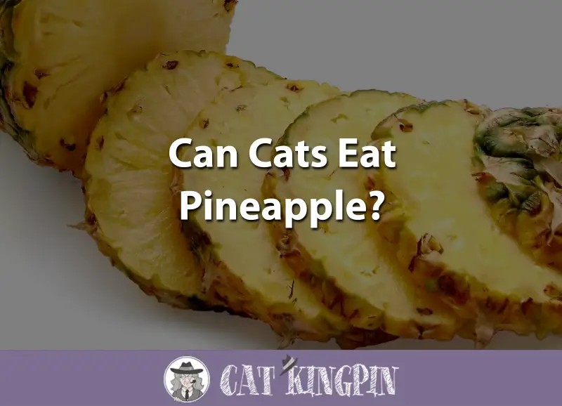 Can Cats Eat Pineapple