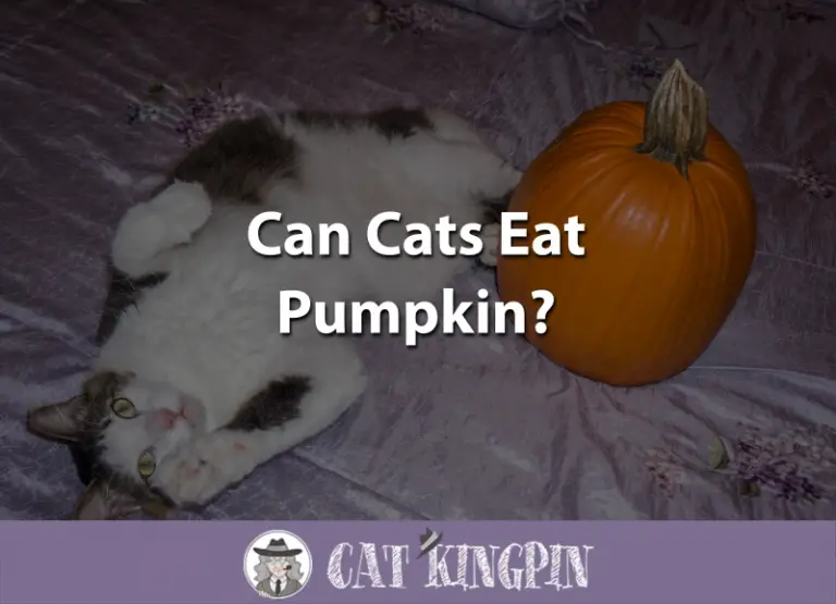 Can Cats Eat Pumpkin?