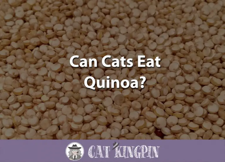 Can Cats Eat Quinoa?