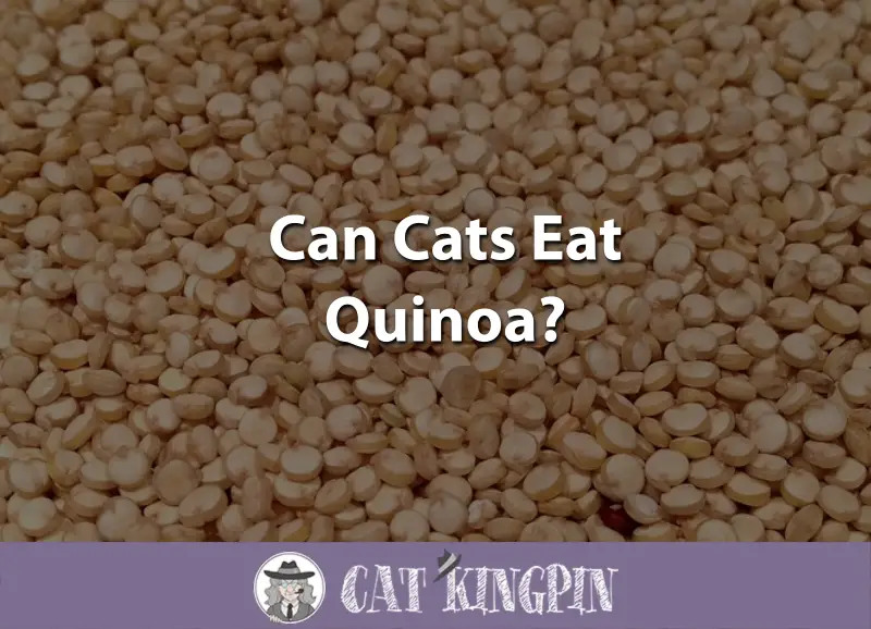 Can Cats Eat Quinoa