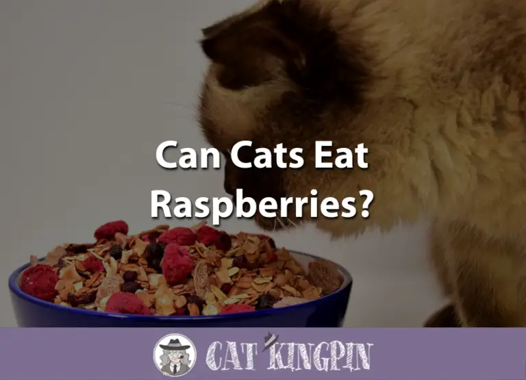 Can Cats Eat Raspberries?