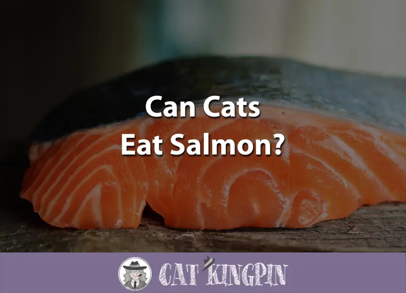 Can Cats Eat Salmon?