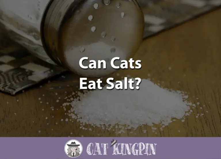 Can Cats Eat Salt?