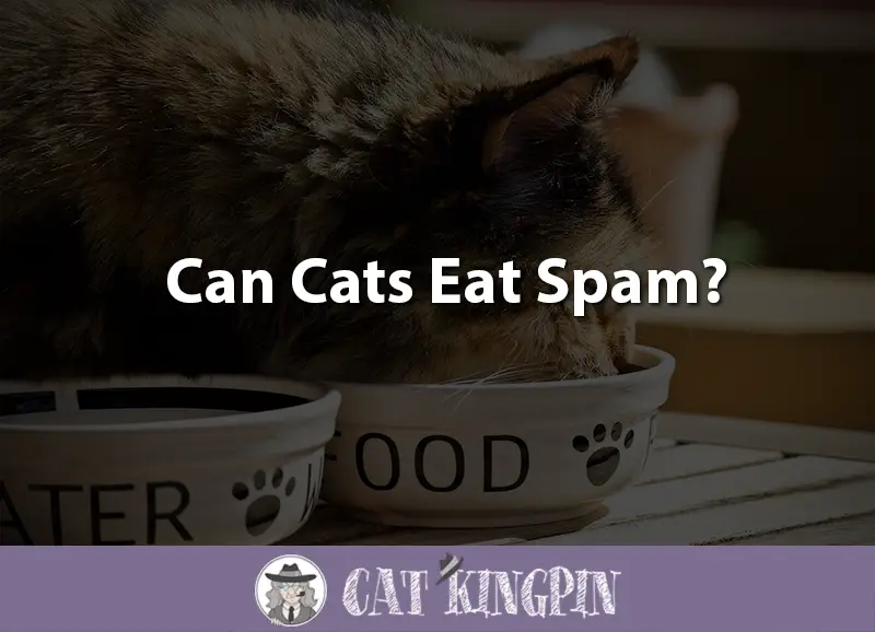 Can Cats Eat Spam