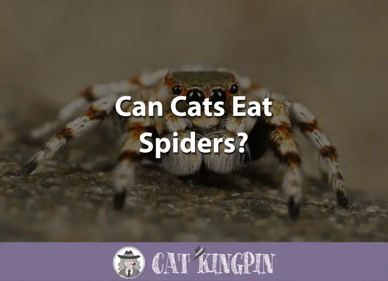 Can Cats Eat Spiders