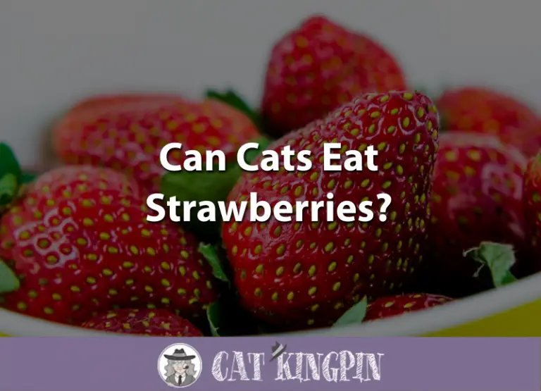 Can Cats Eat Strawberries?
