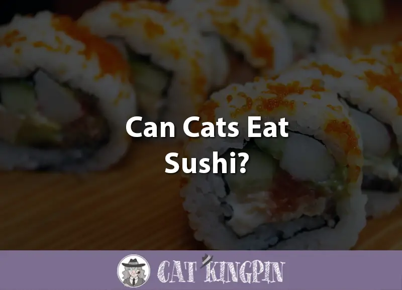 Can Cats Eat Sushi