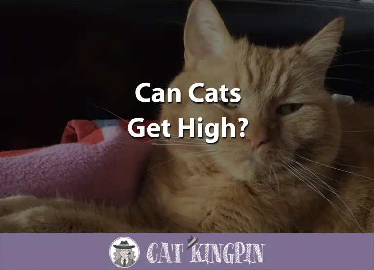Can Cats Get High?