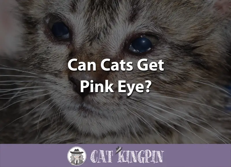 Can Cats Get Pink Eye
