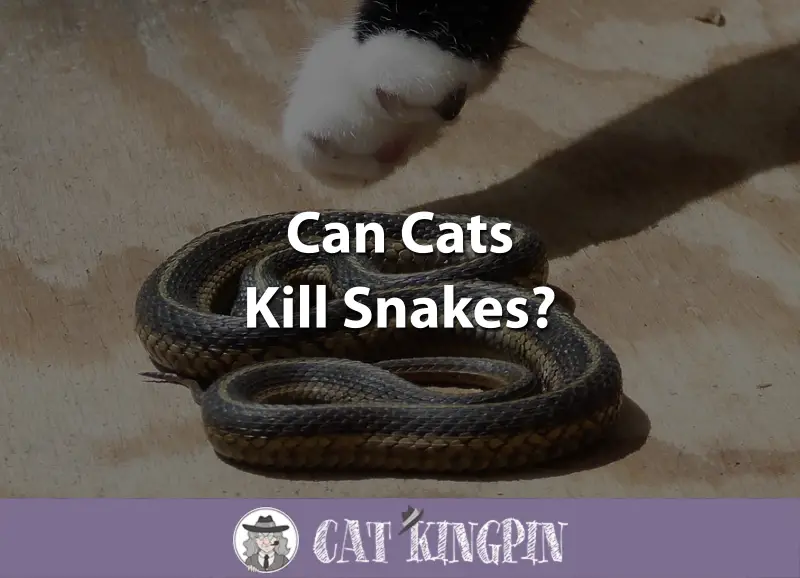 Can Cats Kill Snakes